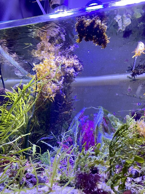 Drifting Seaweed Sargasso Aquarium 水槽で発生したホンダワラ属の流れ藻 Sonoアクアプランツファーム水草情報局
