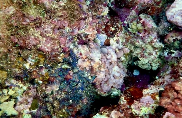 水草  海藻  サンゴ 水草 海藻 サンゴ