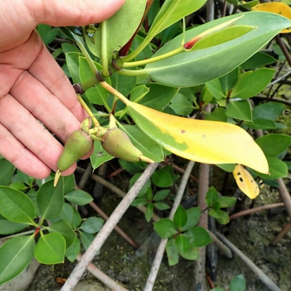 マングローブ樹の楽しみ方 育て方 For アクアリウム Sonoアクアプランツファーム水草情報局