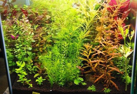 トリミング水草 種類色々 （（水草）◇モスの王様◇ プレミアム 