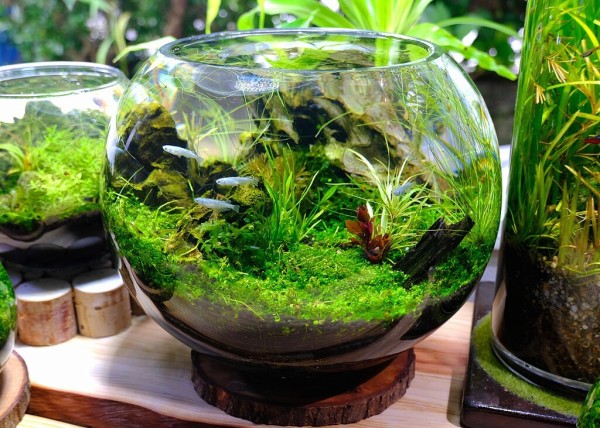 Sono水草パック販売速報 10 3頃 福岡県 まぎょめだか 様 Sonoアクアプランツファーム水草情報局