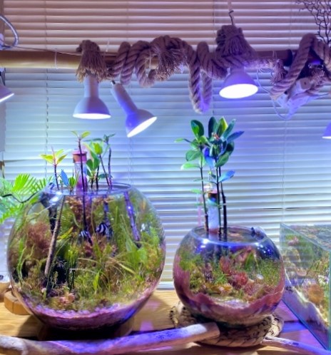 1年経過しバランスドアクアリウムになったマリンボトル Sonoアクアプランツファーム水草情報局