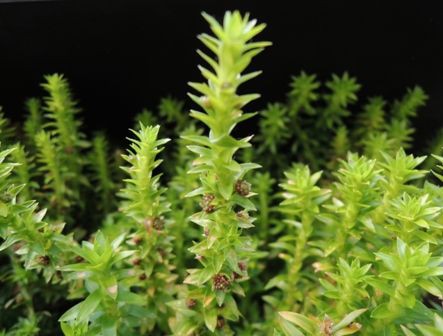 Ｑ.スターレンジに粒状の物が付いていますが、そのまま植えても大丈夫