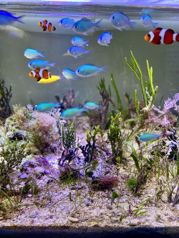 アクアリウム60cm水槽 早い者勝ちフルセット装備