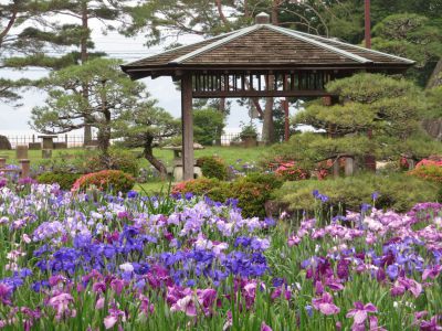 西日本最大級となる大村公園の 花菖蒲 が満開を迎えています そのだ裕史のオモシロキ コトモナキ世ヲ オモシロク