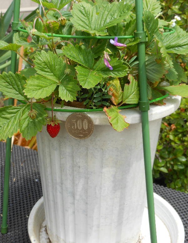 四季なりイチゴ二作目です ソフィー研究所電子報