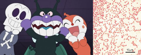 バイキンマンの生物学的検証 ソフィー研究所電子報