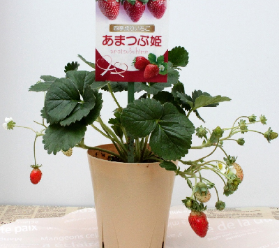 四季なりイチゴ あまつぶ姫 株分けと実生 ソフィー研究所電子報 四季なりイチゴ あまつぶ姫 株分けと実生 ソフィー研究所電子報