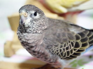 アキクサインコの色種 オールキャスト 特別ゲストでご紹介 新 神様からの預かり物 うちのアキクサインコ達他