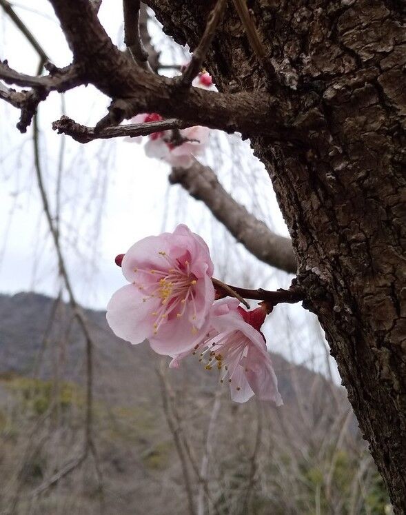 花を愛でる嬉しさたるや 日々是好日 空を見上げて