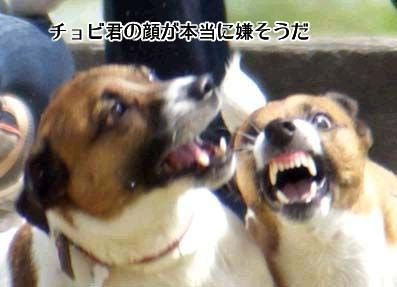 白目部分が多い犬 ちょらそら