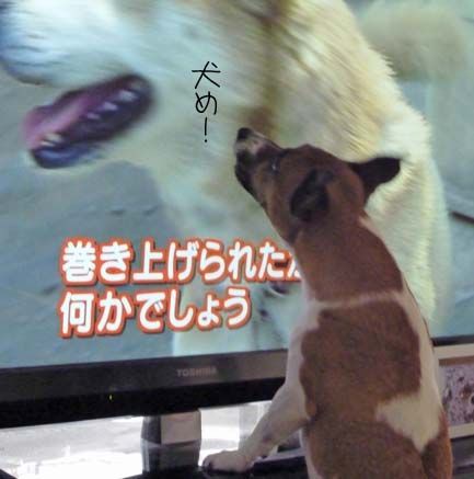 テレビに犬が出ていたら 吠えなくちゃ ちょらそら