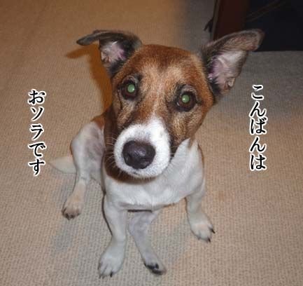 犬の足裏の香ばしい匂い ちょらそら