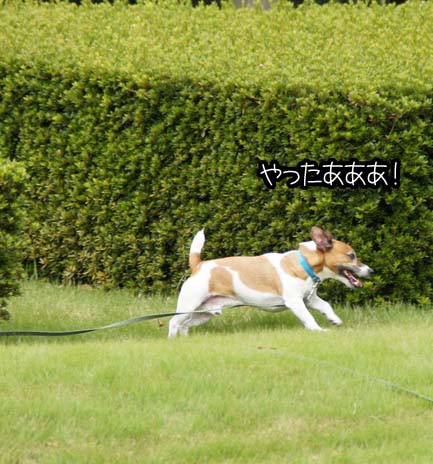 ストレス発散 走る犬 そしていい笑顔へ ちょらそら