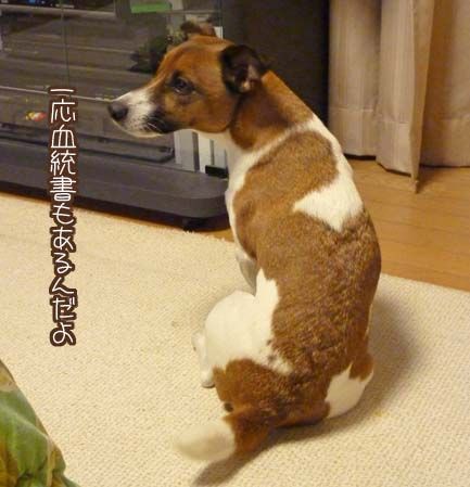 おソラ ビーグル疑惑 ちょらそら おソラ ビーグル疑惑 ちょらそら