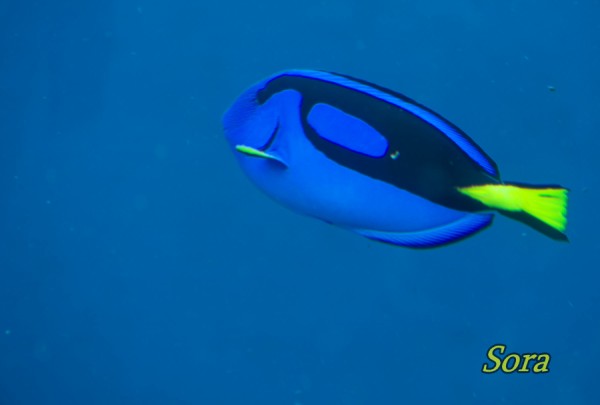 八景島シーパラダイス カラフルな魚たち 宙のブログ