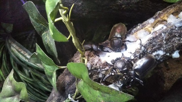 初心者向け】採集した地元のカブトムシとクワガタで日本の