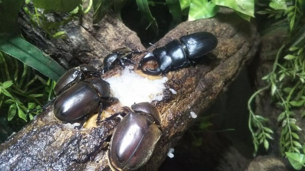 テラリウムと飼育環境紹介 : 蛍のテラリウム、カブトクワガタ飼育