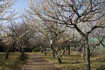 日本平梅園 空に続く道