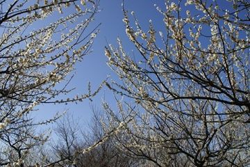 日本平梅園 空に続く道