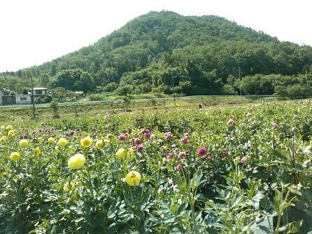 宝塚ダリア園 Natural Life で 今 ここ Happy