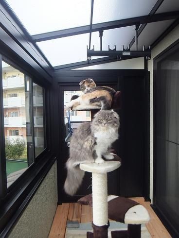 猫ログ サンルームに猫タワー Sosegon魂