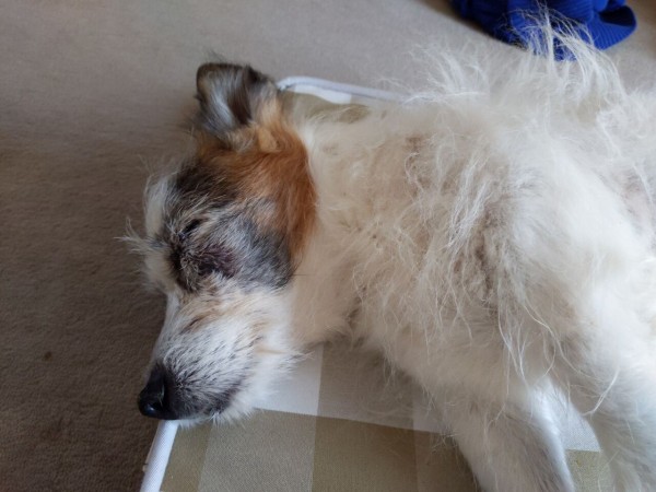 眼帯 作るか Sotto Voce