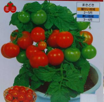 種子購入 レジナトマト ホーリーバジルなど ツインソウルからの体感 気づき