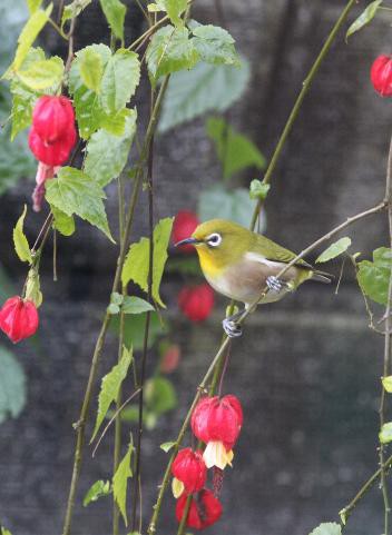 かわいい訪問者 めじろ 壮明窯だより 武雄の焼き物
