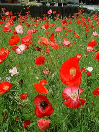 ヒナゲシの花 虞美人草 壮明窯だより 武雄の焼き物