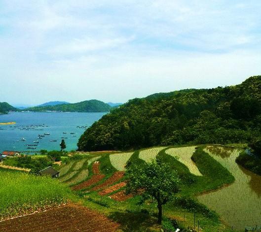 日引の棚田 原風景