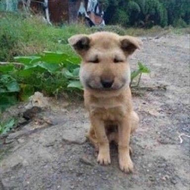 動物 マムシに噛まれた犬の画像がヤバイで きままと