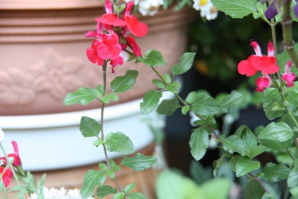 サザンクロス ベランダの花といろいろ