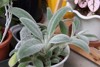 ラムズイヤー ベランダの花といろいろ ラムズイヤー ベランダの花といろいろ