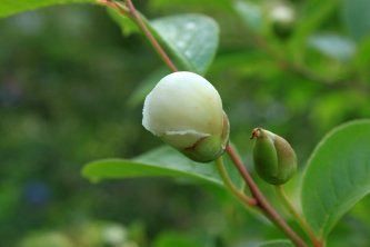 一日花の沙羅の花 草遊庭便り