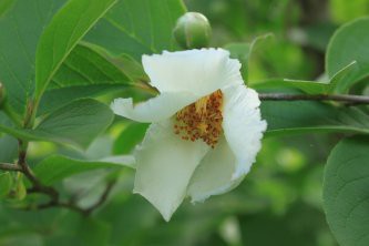 一日花の沙羅の花 草遊庭便り