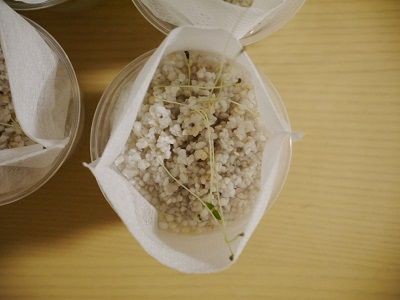 水耕栽培 水だけでは育たない 水耕栽培の失敗の原因 家庭菜園始めました プランター菜園