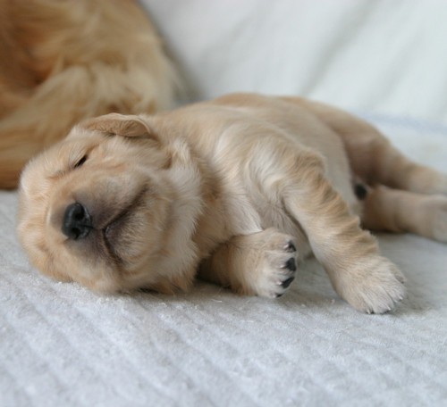 へそてん王子 ゴールデンレトリーバー Spaces Jp