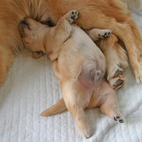 へそてん王子 ゴールデンレトリーバー Spaces Jp