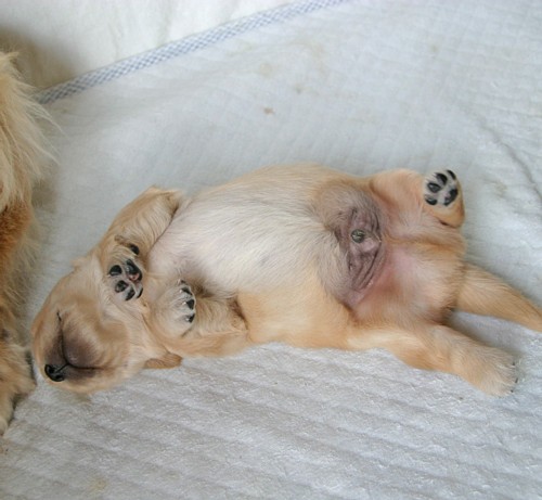 へそてん王子 ゴールデンレトリーバー Spaces Jp