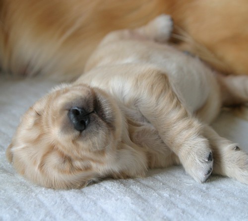 へそてん王子 ゴールデンレトリーバー Spaces Jp