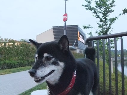 竜王アウトレット ジャーマンクロシバ 滋賀県 黒柴犬 スピカの日記