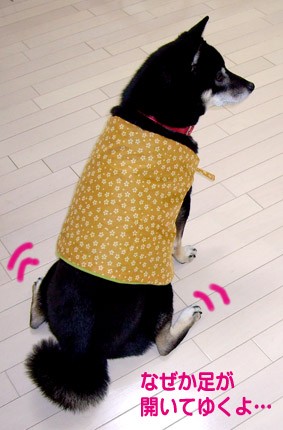 スピカ ショー 黒柴犬 スピカの日記