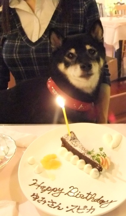 素敵なお店 発見 キャナリィ ロウ 黒柴犬 スピカの日記