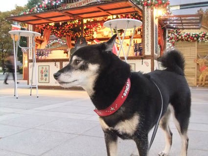 クリスマスに残念がる黒柴 黒柴犬 スピカの日記