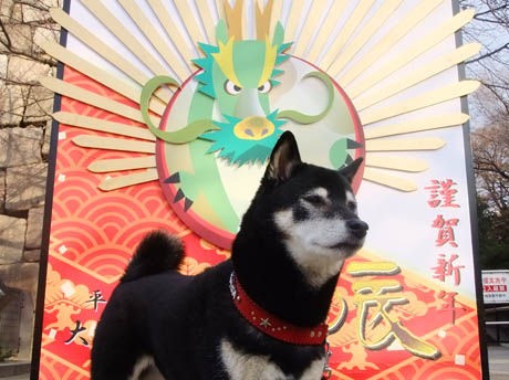 正月気分を満喫させられる犬たち 黒柴犬 スピカの日記