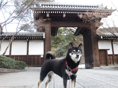 黒柴的 京都めぐり 黒柴犬 スピカの日記