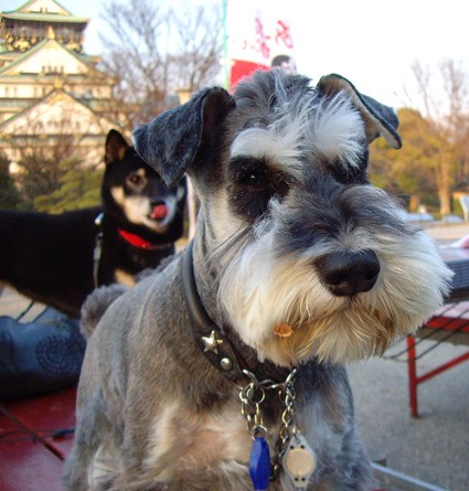 その犬 モヒカンにつき 黒柴犬 スピカの日記