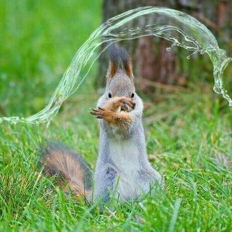 画像あり 強そうな動物の画像ください スーパーラッキー 画像あり 強そうな動物の画像ください スーパーラッキー