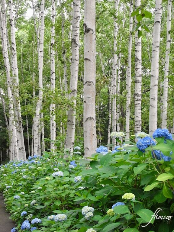 撮りためた中から 白樺林とアジサイ の風景です Spoyajiのblog